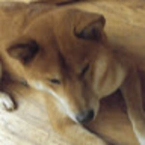 Meet your Posher, Jingrou